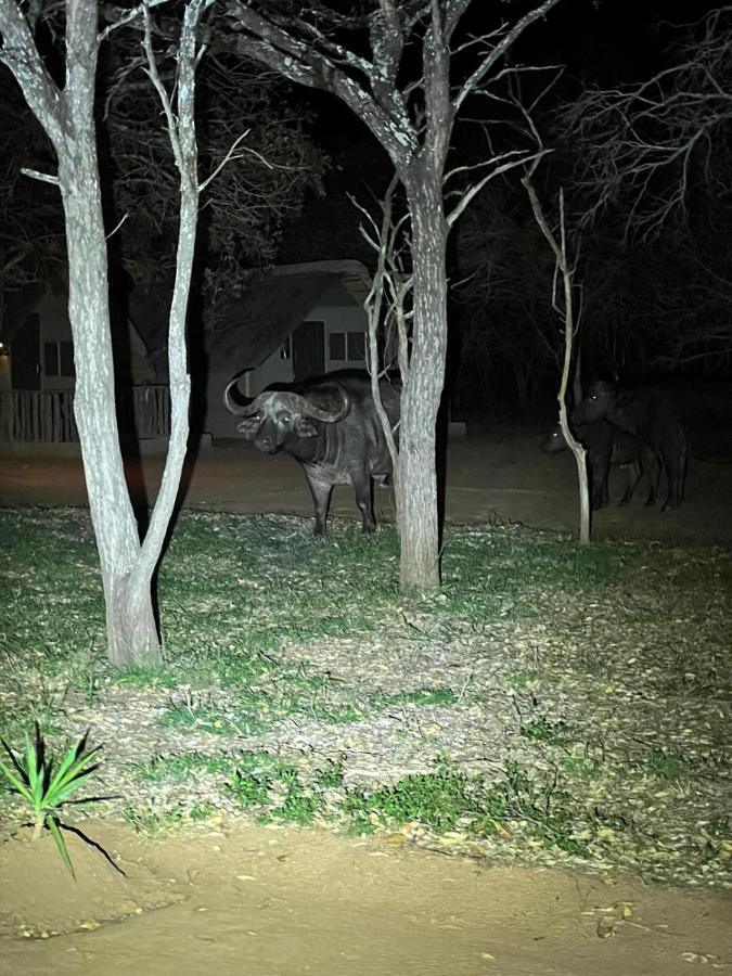 Wild Ride Safaris And Bush Camp Villa Hoedspruit Exterior foto